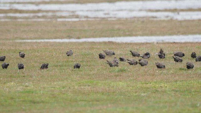 A flock of European starlings (Sturnus vulgaris) feeding actively on a wet meadow in spring
