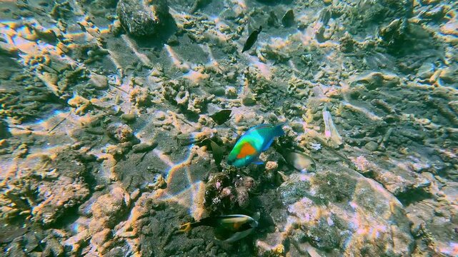 Tracking the movement of a bowers parrotfish (chlorurus bowersi) exploring the seafloor amidst coral and rocky terrain bathe in light refraction. Dauin, Philippines