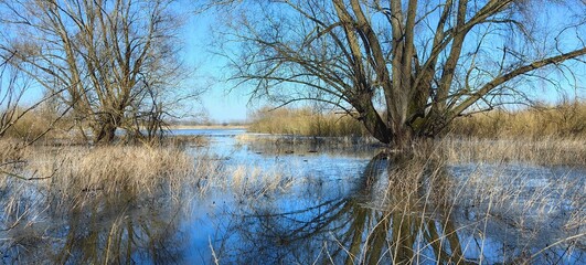 Obraz premium Spring flood, trees without leaves, dry grass.