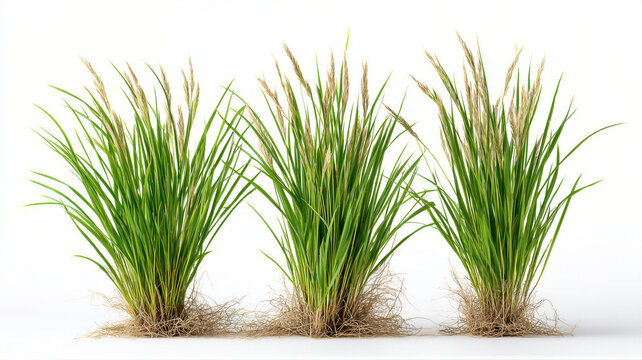 Three tall, vibrant grasses stand against a clean white background