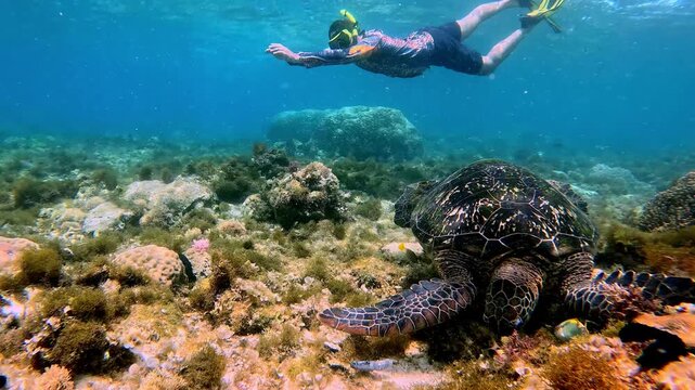 Person snorkeling behind a large green sea turtle (chelonia mydas) feeding on algae on the seafloor showing a candid wildlife interaction in its natural habitat. Apo Island, Dauin, Philippines