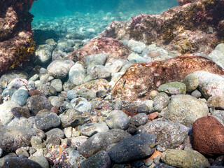 クサフグ, フグ科, 英名学名：Grass Puffer, Takifugu alboplumbeus, 幼魚yg, 他。 ヒリゾ浜南伊豆町中木 静岡県伊豆半島-2025 日本有数のシュノーケリングスポット。 夏の数カ月間だけ渡し船で行ける。 水質透明度魚影が素晴らしい。  © d3_plus