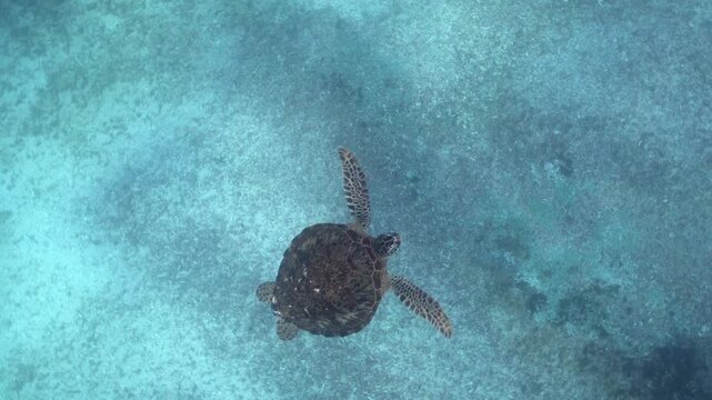 Top view of sea turtle swimming gracefully through turquoise tropical water over sandy seabed