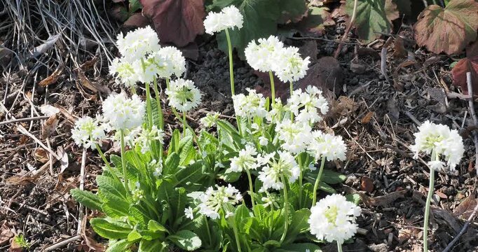 Primula denticulata | Drumstick primula - Tooth-leaved primrose. Rounded flowerheads of white flat flowers adorned with yellow eyes above rosettes of lance-shaped wrinkly leaves
