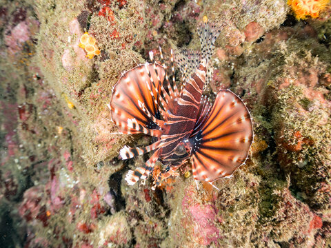 キリンミノ, フサカサゴ科,
英名学名：Zebra turkeyfish, Dendrochirus zebra, 
他。
ヒリゾ浜南伊豆町中木
静岡県伊豆半島-2025
日本有数のシュノーケリングスポット。
夏の数カ月間だけ渡し船で行ける。
水質透明度魚影が素晴らしい。
