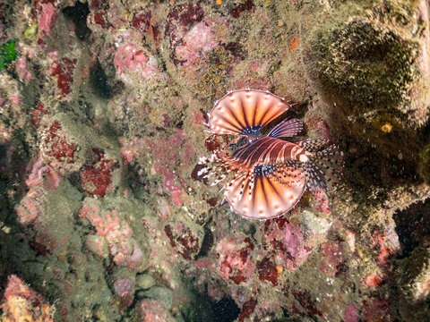 キリンミノ, フサカサゴ科,
他。
ヒリゾ浜南伊豆町中木
静岡県伊豆半島-2025
日本有数のシュノーケリングスポット。
夏の数カ月間だけ渡し船で行ける。
水質透明度魚影が素晴らしい。
英名学名：Zebra turkeyfish, Dendrochirus zebra, 