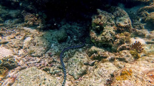 Snorkeling POV following a blue lipped sea krait  (Laticauda laticaudata) gliding and swimming among the coral reef as it hunts for prey in Apo Island, Dauin, Philippines