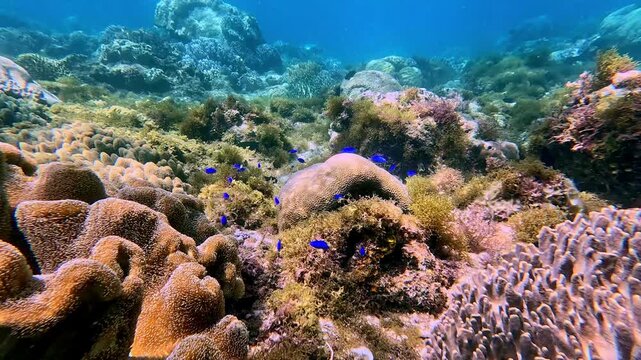 Snorkeling POV of neon damselfish (pomacentrus coelestis) swimming among saddle carpet anemone (stichodactyla haddoni) and dendrogyra cylindrus, healthy marine ecosystem. Dauin, Philippines