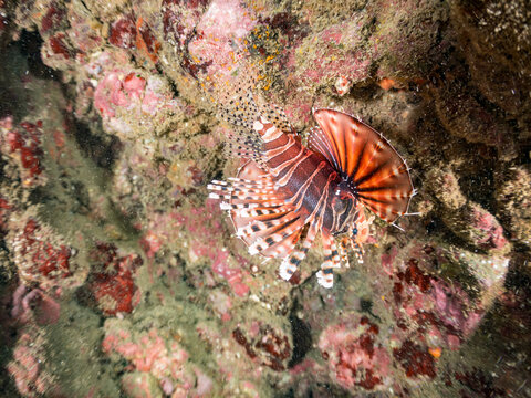 キリンミノ, フサカサゴ科,
英名学名：Zebra turkeyfish, Dendrochirus zebra, 
他。
ヒリゾ浜南伊豆町中木
静岡県伊豆半島-2025
日本有数のシュノーケリングスポット。
夏の数カ月間だけ渡し船で行ける。
水質透明度魚影が素晴らしい。
