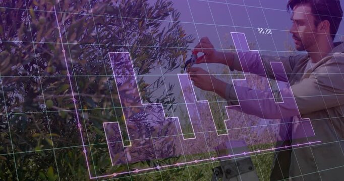 Orchard worker on ladder reaching foliage and pruning fruit, driving purple grid for yield