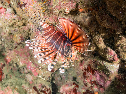 キリンミノ, フサカサゴ科,
英名学名：Zebra turkeyfish, Dendrochirus zebra, 
他。
ヒリゾ浜南伊豆町中木
静岡県伊豆半島-2025
日本有数のシュノーケリングスポット。
夏の数カ月間だけ渡し船で行ける。
水質透明度魚影が素晴らしい。
