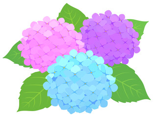 アジサイの花 © T.H