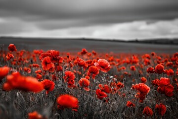 Field of red poppies for remembrance under a stormy sky with selective color