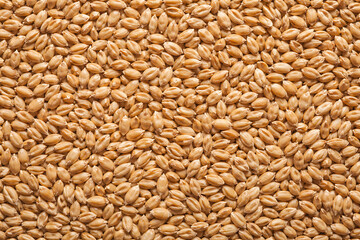 Fototapeta premium Wheat Grain Texture Background, Golden Wheat Kernels Close Up, Agriculture Pattern