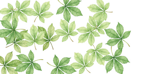 Obraz premium green leaves isolated