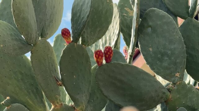 Prickly pear cactus with ripe red fruits growing outdoors in natural sunlight