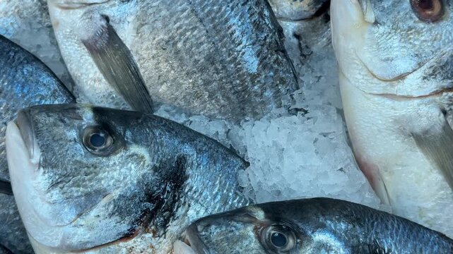 Fresh dorade fish on ice display at market, showcasing seafood quality for culinary use