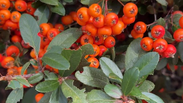 Bright orange pyracantha berries and green leaves create vibrant natural texture background
