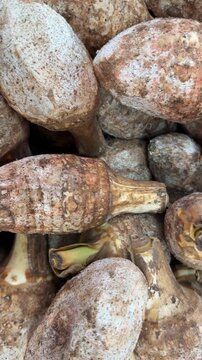 Mushrooms with textured brown caps and white stems, suitable for backgrounds or culinary themes