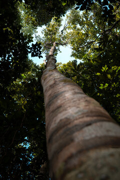 View of a tall tree stretching upwards towards a small patch of blue sky, surrounded by lush green foliage, creating a natural canopy, Gizo, Solomon Island.