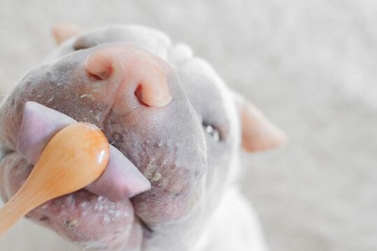 Close-up overhead view of a white Shar pei dog licking a spoon 
