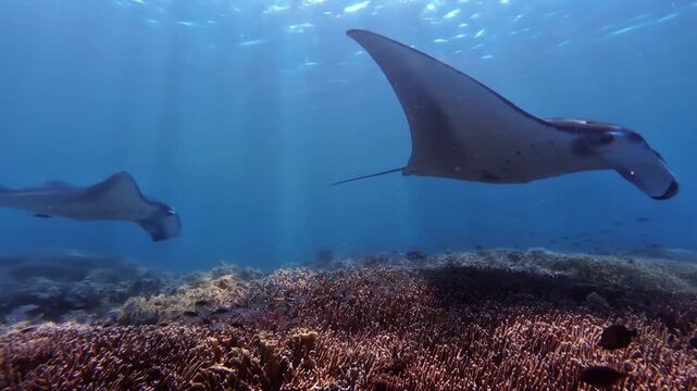 Reef Manta Rays Swimming Above Coral Reef Seafloor