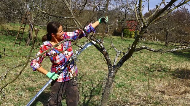 Farm orchard pruning &ndash; woman in work clothes using long‑handled tools to remove unwanted suckers and excess shoots from a fruit tree during spring maintenance for healthier seasonal growth