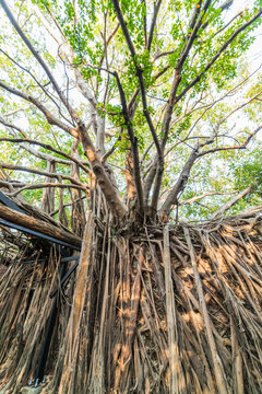 Anping Tree House in Tainan, Taiwan