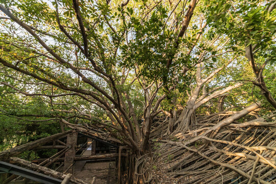 Anping Tree House in Tainan, Taiwan