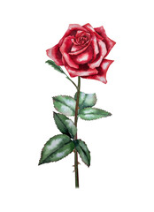 Naklejka premium Single red rose with green leaves on stem, watercolor illustration in botanical realistic style. Illustration for floristry, greeting card, wedding decor, packaging, perfumery and festive design.