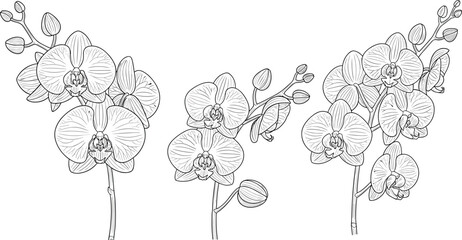 Orchid branch line art set. Hand drawn blooming orchids with buds and stems. Botanical outline illustration isolated on white background. © IVY QUEEN