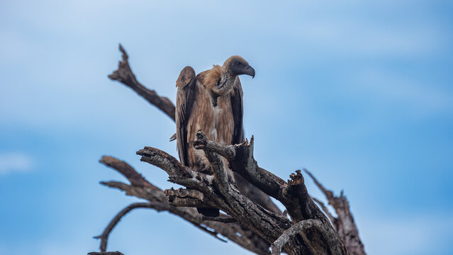 View of a vulture perched atop a weathered, bare tree against a backdrop of the vast, pale blue sky in Kruger National Park, Kruger National Park, South Africa.