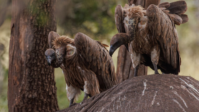 View of two vultures with ruffled brown and white feathers perch atop a grey rock, amidst the blurred greens and browns of the savanna, Kruger National Park, South Africa.