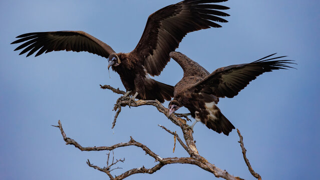 View of two vultures perched atop a bare, gnarled tree branch against a soft blue sky, wings outstretched in Kruger National Park, South Africa.