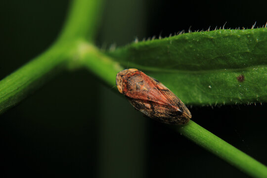 glassy winged sharpshooter insect macro photography	