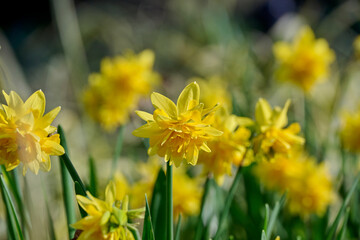 Obraz premium many flowers of the yellow daffodil Tete Bouclé