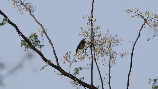 The Moringa tree has blossomed, and birds are collecting nectar from its flowers.