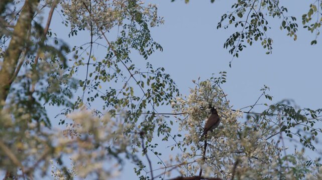The Moringa tree has blossomed, and birds are collecting nectar from its flowers.