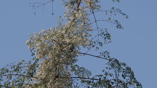 The Moringa tree has blossomed, and birds are collecting nectar from its flowers.