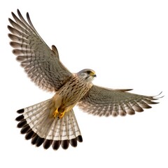 Fototapeta premium Bird in Flight Isolated on White Background