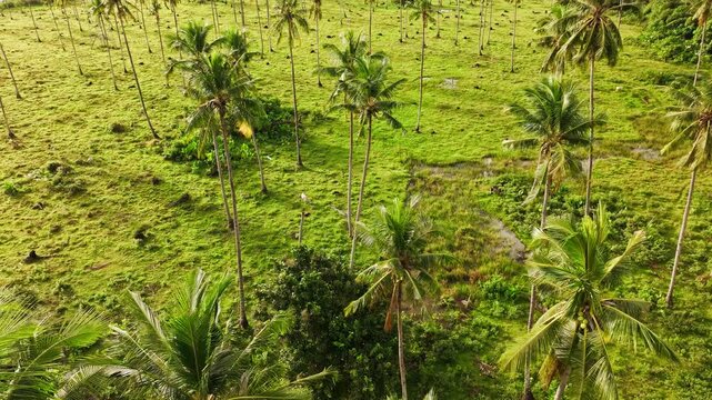 Aerial of sparse coconut palms in Philippines revealing environmental decline