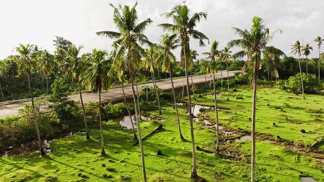 Flooded palm fields in Palawan Philippines showing water impact on tropical land