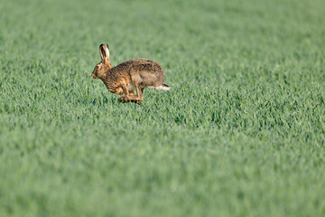 Naklejka premium hare running in a grainfield