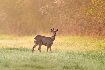 roe deer buck in a dewy field © Duvekot Fotografie