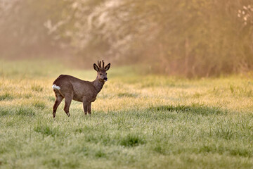 roe deer buck in a dewy field © Duvekot Fotografie