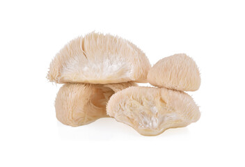 lion mane mushroom isolated on white background. © SAKORN