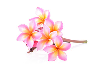 Tropical flowers frangipani (plumeria) isolated on white background © SAKORN