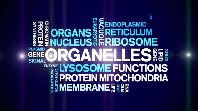 Organelles animated word cloud-gross domestic product animation tag kinetic typography seamless loop.
