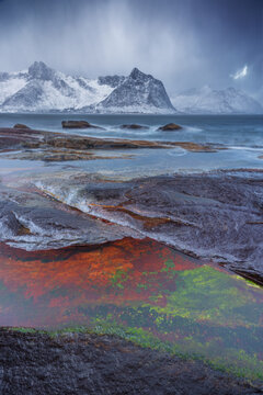 View of vibrant algae painting the foreground rocks with autumnal hues against the stark, snow-dusted mountains under a dramatic sky, Senjahopen, Troms, Norway.