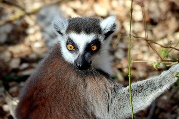 Fototapeta premium lémurien